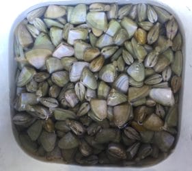 Goolwa Cockles/Pipis collected at Middleton Beach