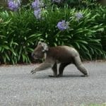 Koala walking past on Australia Day