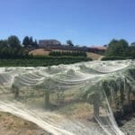 Vines covered in Gumeracha