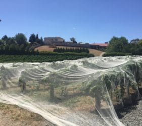 Vines covered in Gumeracha