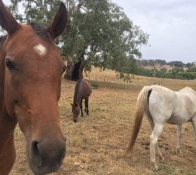 Horses in the paddock in Gumeracha