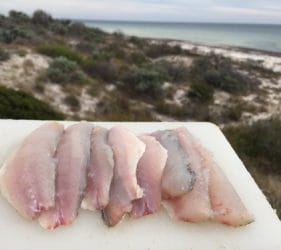 Yellowtail whiting fillets caught at Wauraltee