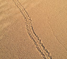 Interesting tracks made on the dunes at the Bamboos campsite (beetle or lizard?)