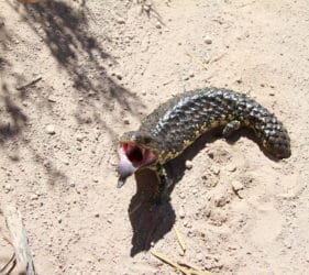 Stumpy lizard greeting us "Good morning!"