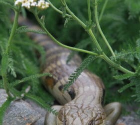 Blue tongue lizard at Gumeracha