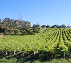 Vineyards at Gumeracha