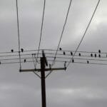 Birds composing their next song at Middleton Beach