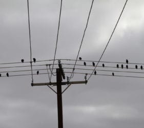 Birds composing their next song at Middleton Beach