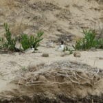 Hooded Plover's on Middleton Beach