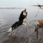 Hugo chasing water on Middleton Beach with Georgie barking