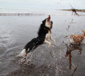 Hugo chasing water on Middleton Beach with Georgie barking
