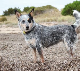 Gabby's dog Kitty posing