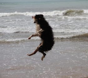 Rachel's dog Hugo doing flips on Middleton Beach