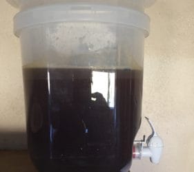 The colour of the brew on Day 1