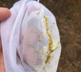 Sediment after the filtering