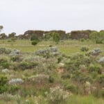 The view approaching Caiguna. For March, it was surprisingly green!