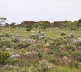The view approaching Caiguna. For March, it was surprisingly green!