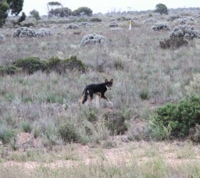 Wild dog on the Caiguna straight