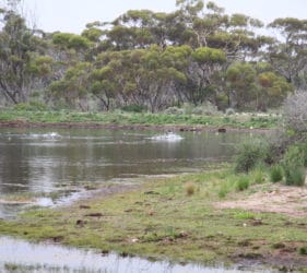 Ducks in the dam at Afghan Rocks