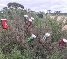 Stubbie tree (or Echo tree to a South Aussie) at Madura Pass